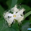 하늘타리 이미지