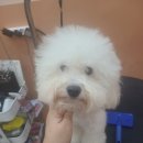 빛나개살롱 이미지