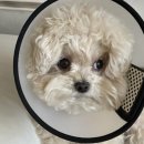 청담병원 | 서울 동물병원 추천 청담vip동물의료센터에서 안검염 치료후기