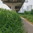 정릉천 제방 이미지