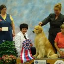 굿타임켄넬 이미지