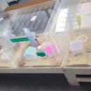 우다다햄쮸 이미지