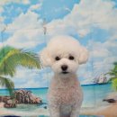 펫 살롱 파밀리에 이미지