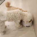 일산애견호텔 강아지유치원 맘바이일산점 이미지