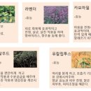 아롬드유