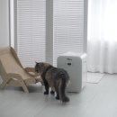 맨헤어짱 | 고양이 미니냉장고 추천, 미니짱 20L 내돈내산 후기