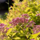 가야2리 이미지