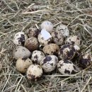 대한메추리 이미지