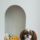 애견미용실 바비펫 이미지