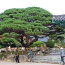 명당축산 Daum카페