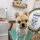 깔끔하개 이미지