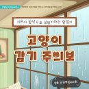 다솜고양이메디컬센터 이미지