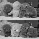 옹기종기 이미지