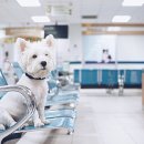 경상국립대학교 동물의료원 이미지