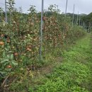 별빛아리수 이미지