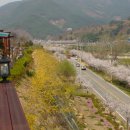 매화랜드 앞 이미지