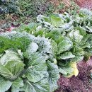 경화농장 이미지