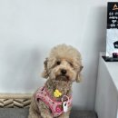 토실이네 애견 | 청주 애견 미용 토실이네 강아지 문제성 피부 관리 받아본 후기