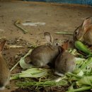 대원토끼농장 이미지