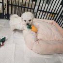 드림독 강아지분양 안심분양센터 부천점 이미지