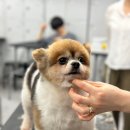 킴스애견미용 이미지