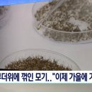 이번 여름 모기가 없는 이유 이미지