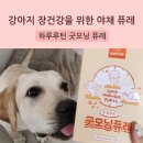 강아지의 하루 | 강아지야채퓨레 너티 하루루틴 굿모닝 퓨레 후기