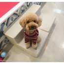 쏘스윗펫 이미지