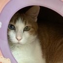 반려동물 강아지 고양이 증명사진, 인생네컷 주문제작ㅣ여기보세요
