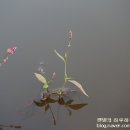 엄목장 네이버블로그