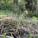 남원읍-108 | 제주도 고사리 꺾기 (스팟 포함)