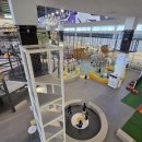 점핑업어린이음악줄넘기 | 안산 자이언트 제트 후기! 점핑클럽 곡반정센터·아이파크시티센터 6월 스페셜데이