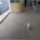 토마토청소 네이버블로그
