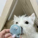 어린이날 선물로 강아지 수제간식 댕댕파티 받은 후기