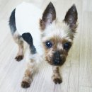 페토피아 동물병원 이미지