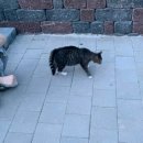 김삿갓면-44 이미지