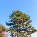 대전둘레산길(7구간) 이미지