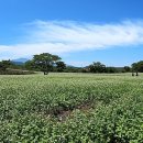 조천읍 와흘메밀마을 이미지