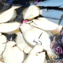 동양수산마트 | [내돈내산] 비 오는 날 인천 연안부두 선상낚시 '루키나호' 다잡아 종일배