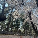 경주 황리단길 근처 맛집 놋전집 솥밥 &amp; 슬랩트 커피 벚꽃 뷰 코스 (내돈내산)
