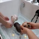 애견전문 미용 샵 이미지