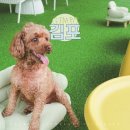 조강로 56번길 | 김포 애견카페 꼬똥이네, 소형견 대형견 수영장 있는 야외 운동장