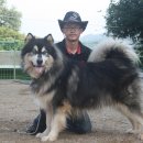 스타애견 이미지