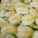 팔봉산뱅길리영농조합법인 | 서산시, 서해 해풍 맞고 자란 절임배추 본격 출하!(서산태안신문)