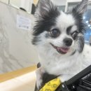 미사동물병원 | 강아지 건강검진/ 하남 미사 동물병원 검진 후기