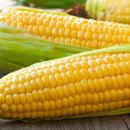 옥수수 동물병원 이미지