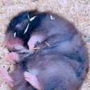 햄동대장 이미지