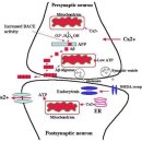 Re:Re:Re: Amyloid beta, mitochondrial dysfunction and synaptic damage: implications for cognitive decline in aging and Alzheimer’s disease 이미지