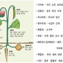 4월20일(목) 텃밭 작물 재배법-박지원 이미지