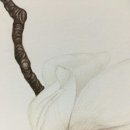 보태니컬 아트 이미지